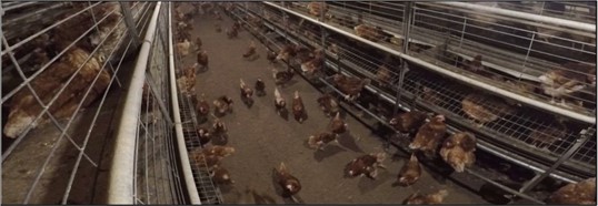 Interior of a commercial cage-free laying hen barn. Rows of multi-tier metal housing systems line both sides of a central aisle, with numerous brown laying hens on the floor and within the elevated structures.